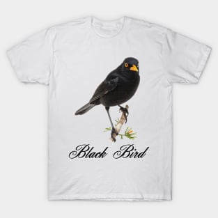 a British black bird perched on a branch T-Shirt